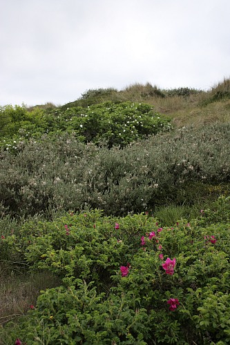 Sylt (North Sea)
dune, rose bushes and willow 
Naturschutz, Flora - Dünen-/Strandvegetation, Insel, Küstenschutz, Geographie - Gemäßigt
Susanna Knotz